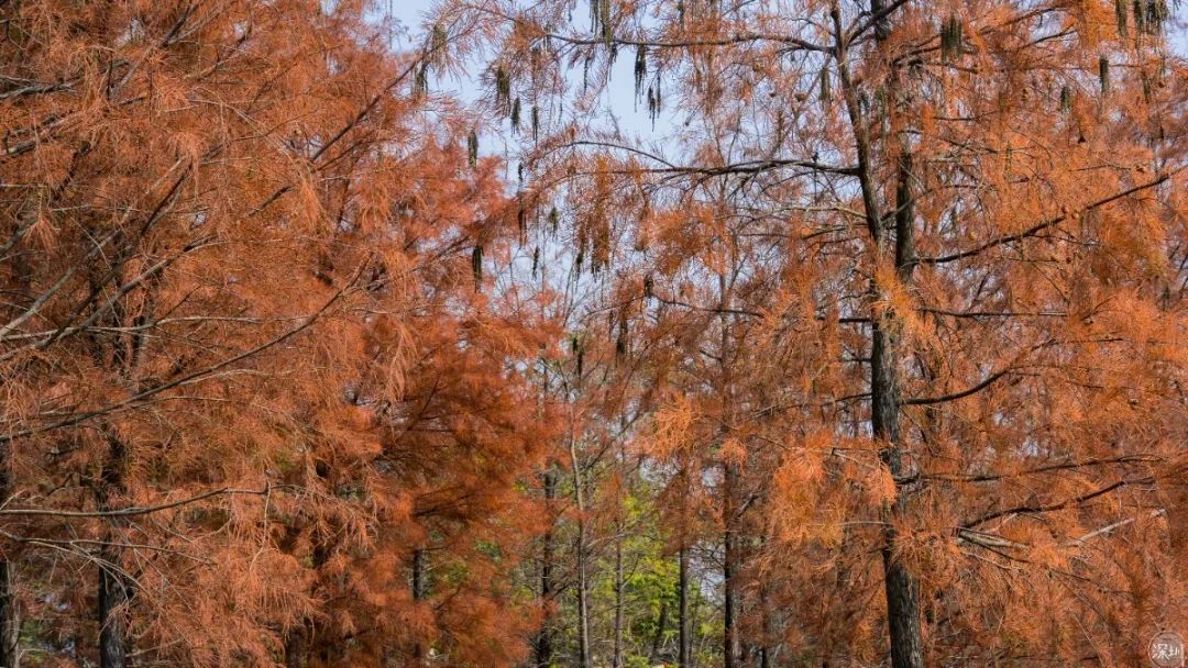 莲花山绿了没,莲花山红色景点有哪些