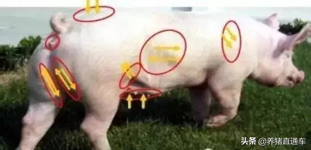 母猪深部输精的正确操作方法,母猪输精技术操作方法