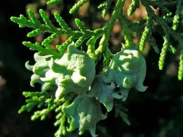 和柏子仁同类效果的中药,关于中药材柏子仁