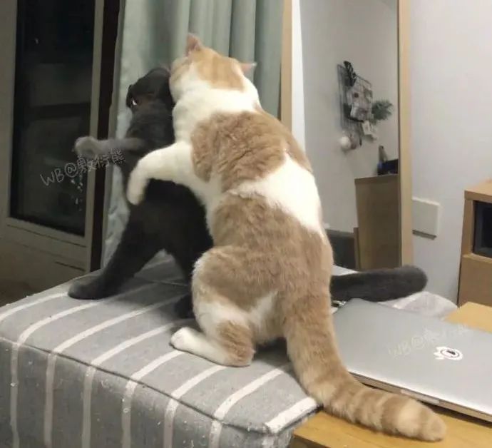 猫是只好猫，但被网友这么一弄…哈哈哈哈哈没脸见人了