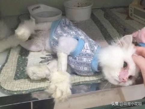 垃圾桶内传出一阵阵猫叫，打开一看，居然是一只面部溃烂的猫咪