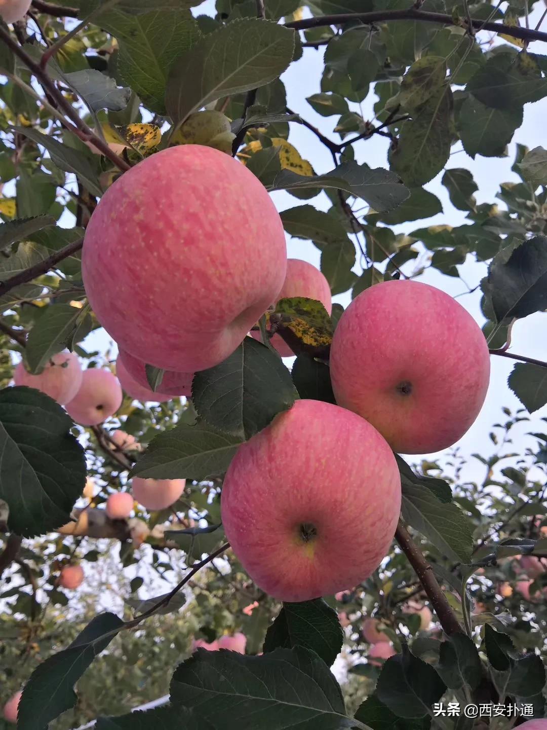 蒲城县好吃的地方推荐晚上,蒲城吃的最多的地方