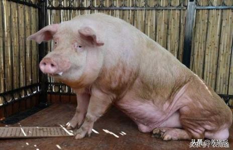 母猪发情难判断，专家教您一看就知道！