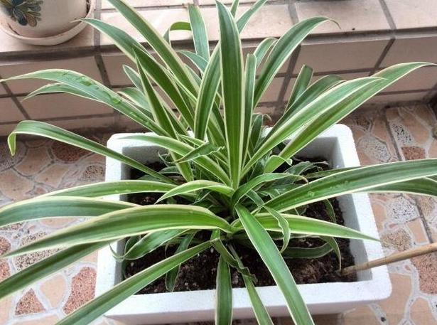 怎么把金边吊兰养得又矮又壮,金边吊兰爆盆了怎么养护