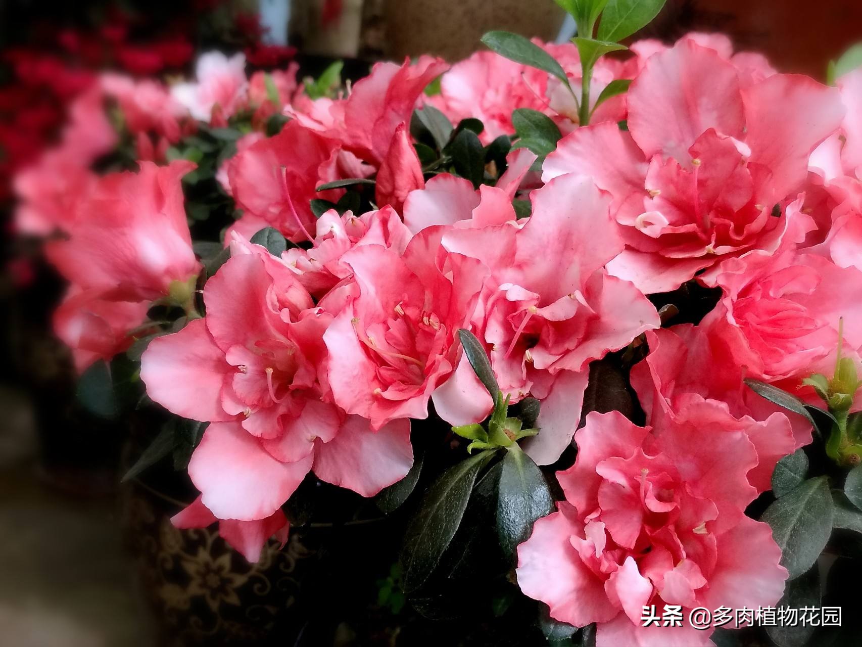 杜鹃花易掉什么原因,杜鹃花掉叶怎么办呢