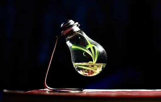 家里花瓶插花放点什么,创意养花花瓶