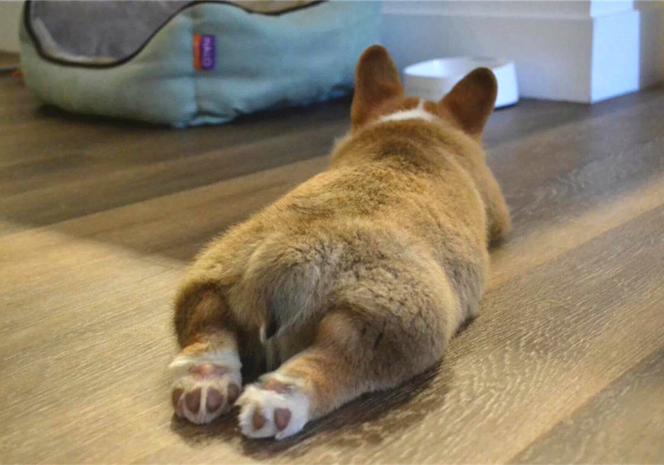 狗脂肪瘤会长大吗,肝上有个脂肪瘤与脂肪肝有关联吗