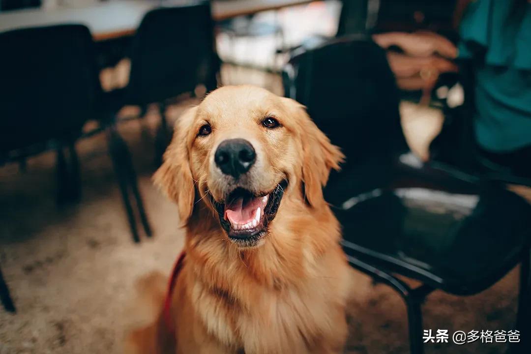 用蚊香液给猫驱跳蚤引起中毒,蚊香对猫狗有害吗