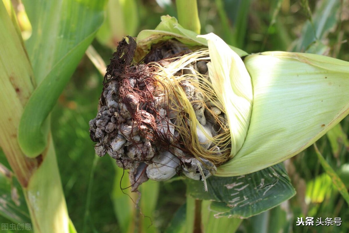 玉米上面的黑色菌叫什么,玉米上的黑疙瘩