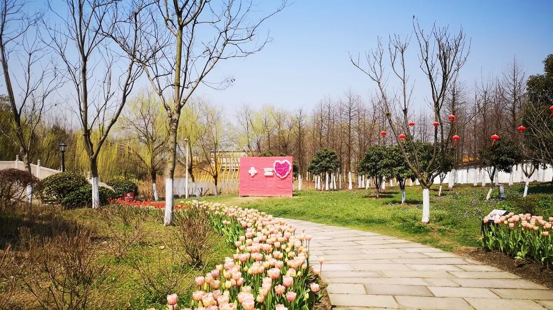 绍兴杭州湾海上花田100万郁金香等你来赏来赴一场春天的约会。