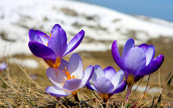 藏红花很贵不要浪费,藏红花有哪些值得买的