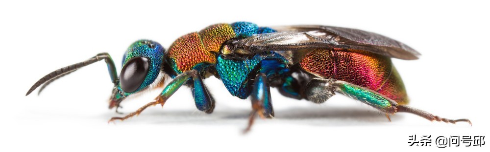 3亿史前昆虫,几亿年前的昆虫远古生物