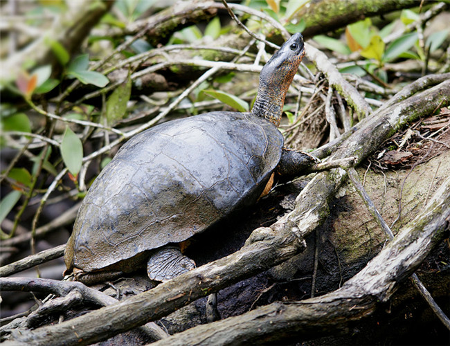 两栖龟陆龟海龟区别,陆地龟和陆龟是一个品种吗