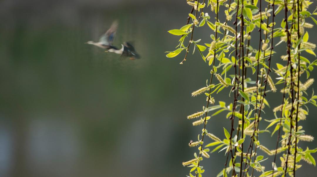 【话说东至】古港桥