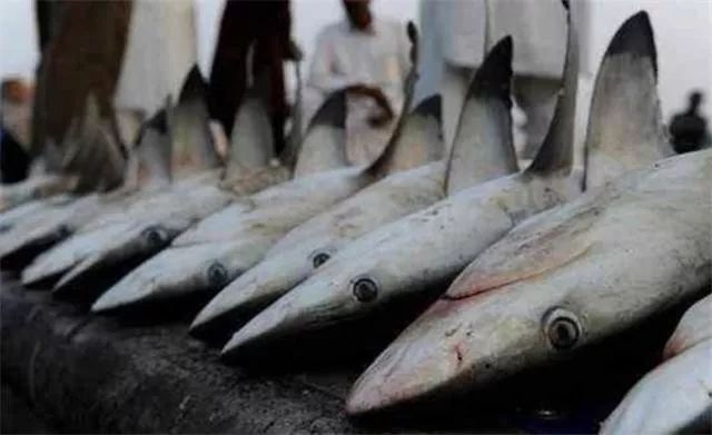 为什么迪拜人有钱,迪拜有多有钱视频