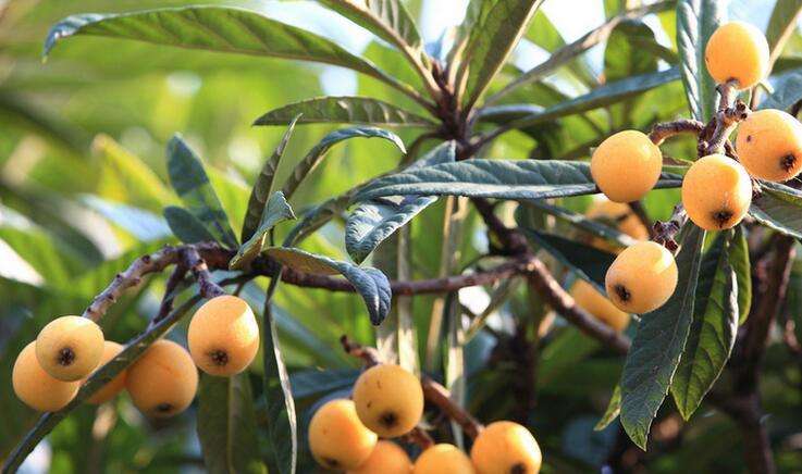 鑻忓繝璇楁瓕,鑻忓繝璇楁瓕浣滃搧