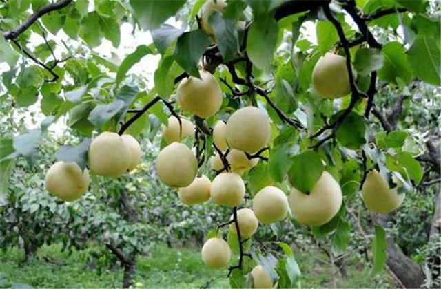 梨树病虫害绿色防控技术,梨树病虫害防治时间表最新