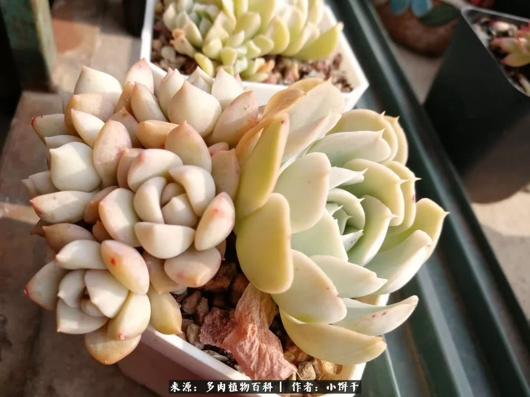 无肉不欢的肉瘾少女，日日沉迷于美色无法自拔！