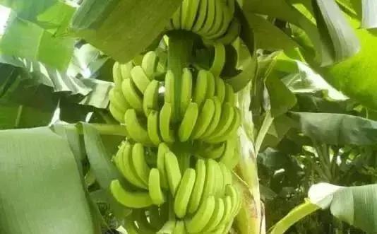 野外生存小技巧怎么过滤水,野外生存取水的正确方法