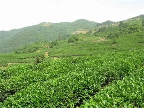 白毫银针武夷岩茶是典型的乌龙茶,十大名茶武夷岩茶指哪种茶