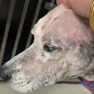 流浪哈士奇偷吃狗粮,哈士奇被饿骨瘦如柴