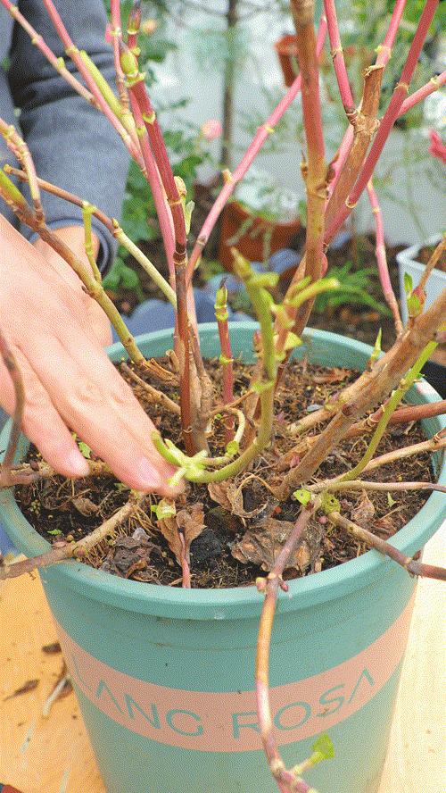 地栽绣球冬剪,两广地区绣球冬剪