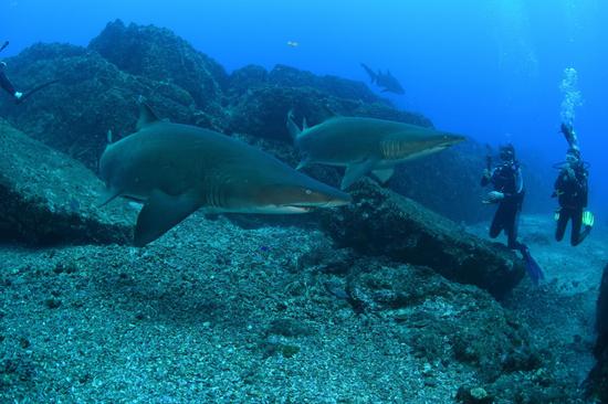 世界海洋日：结识五种神奇海洋动物，沉醉昆士兰之美