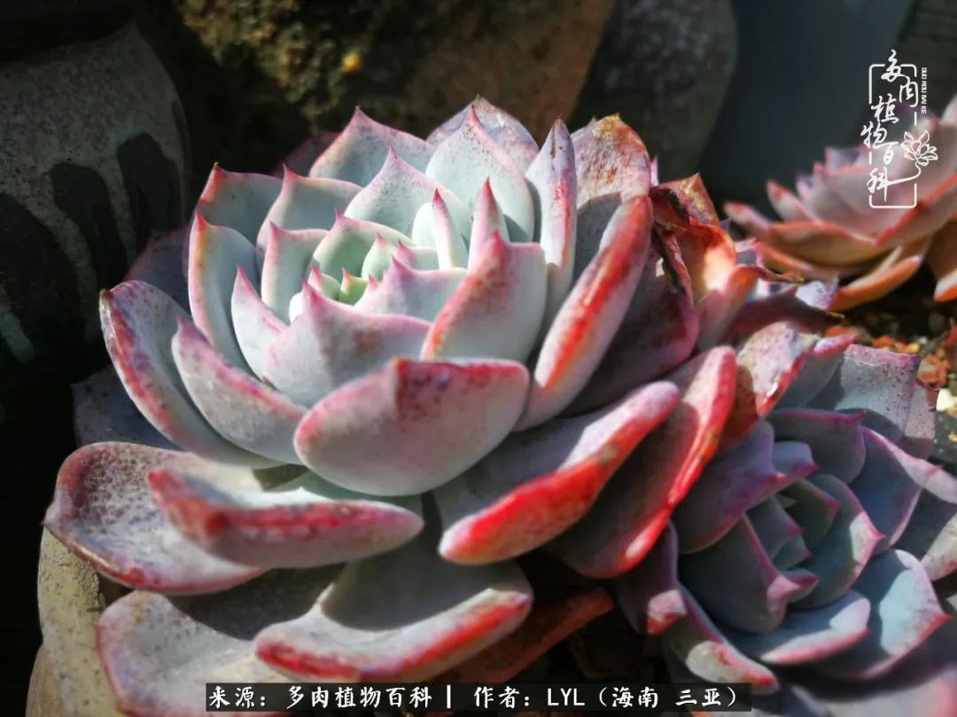 养多肉一年花了3万,养多肉一千多盆