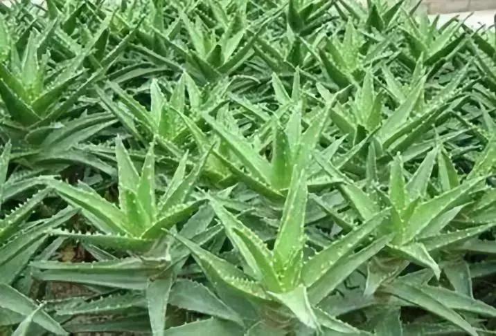 7种多肉植物具有药用价值！你都认识吗？