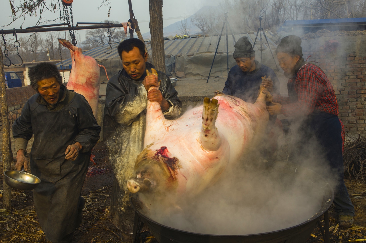 农村大山杀年猪图片,大山里面的杀年猪视频