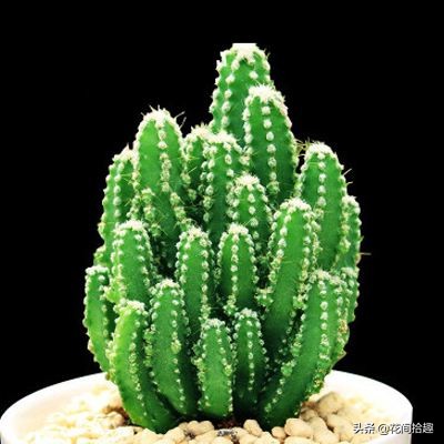 万重山仙人掌属于多肉植物吗,万重山多肉植物仙人掌易养