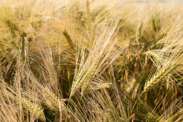 青海青稞丰收,青海沙棘丰收