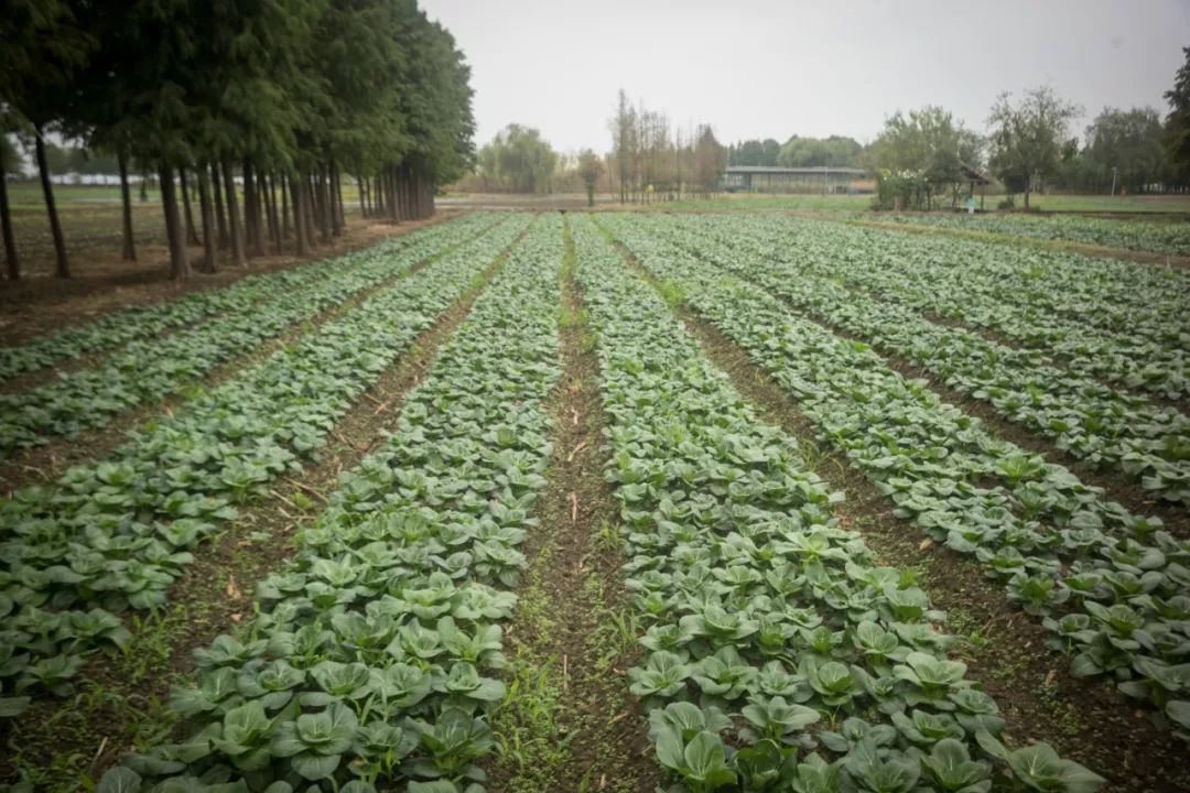 阳澄湖大闸蟹真正吃蟹的季节到了,阳澄湖吃大闸蟹最好的季节