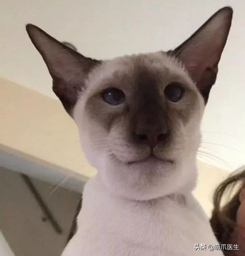 猫咪被蜜蜂蜇了怎么办,猫被蜜蜂蜇了的照片