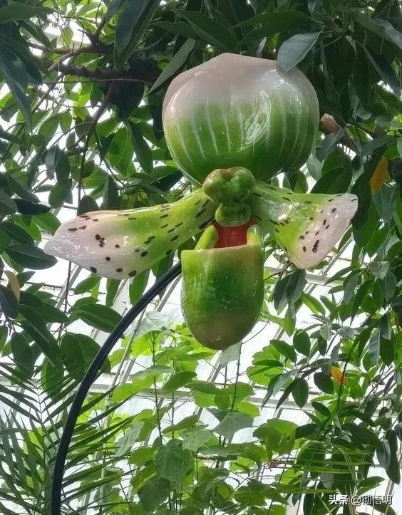 十种稀有长寿花,80个长寿花品种全都美极了