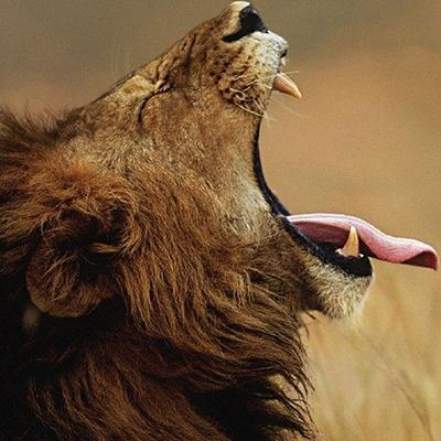 动物进化装备大全,食肉动物大对决