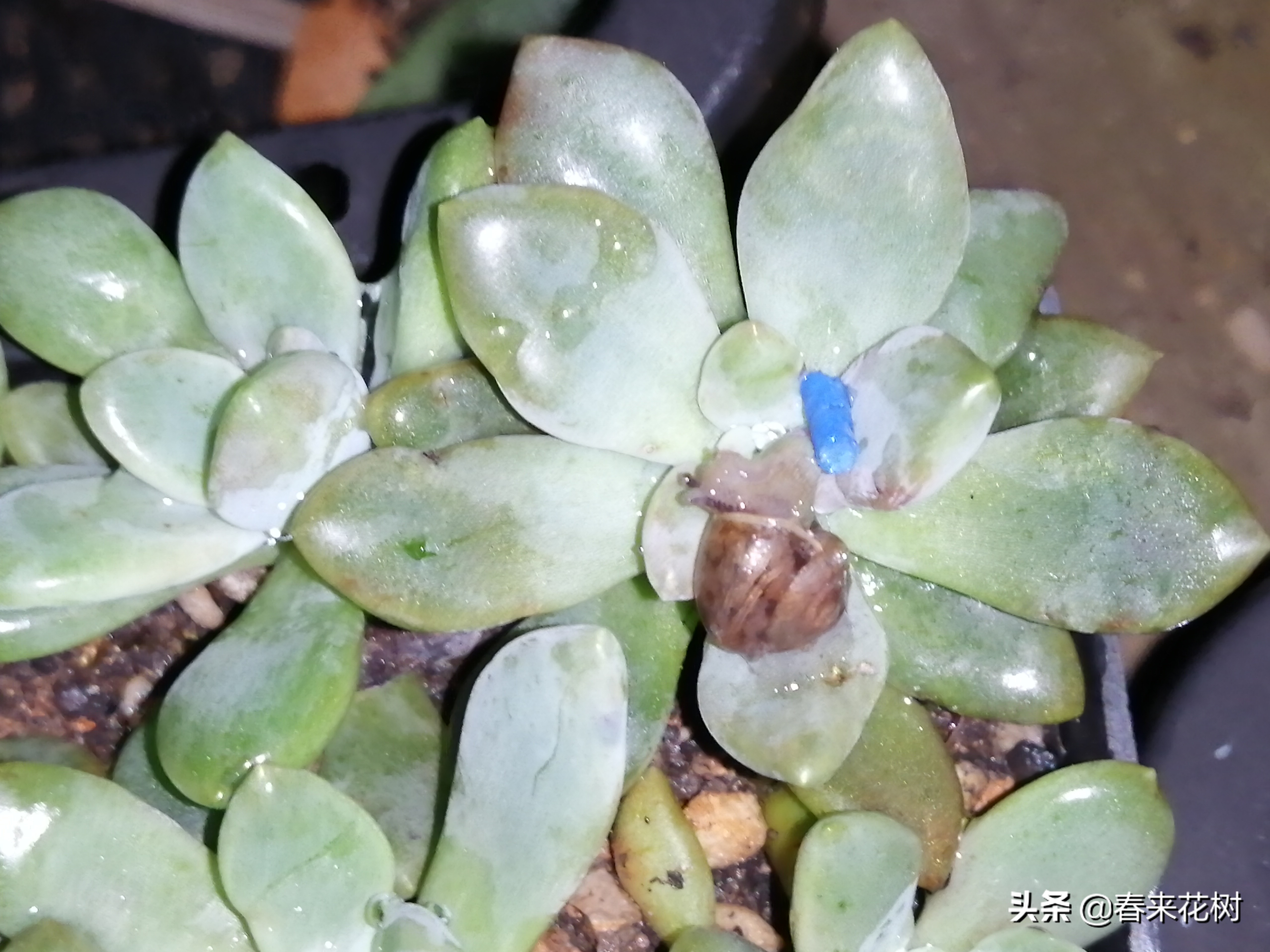 爱养花的坏处,养花防小蜗牛的方法有哪些