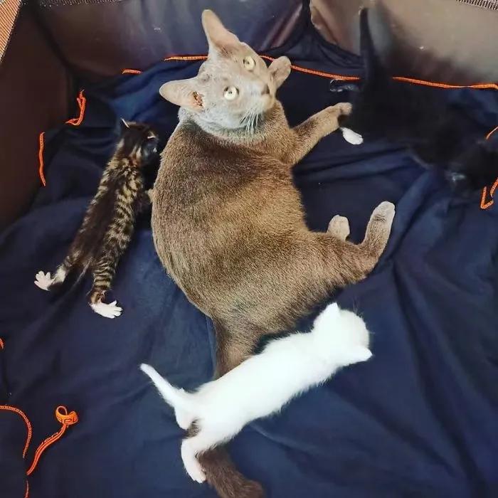 关于猫咪的可爱故事,可爱的小猫咪儿童故事