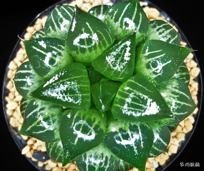 多肉玉露寿的品种图鉴,多肉植物欣赏