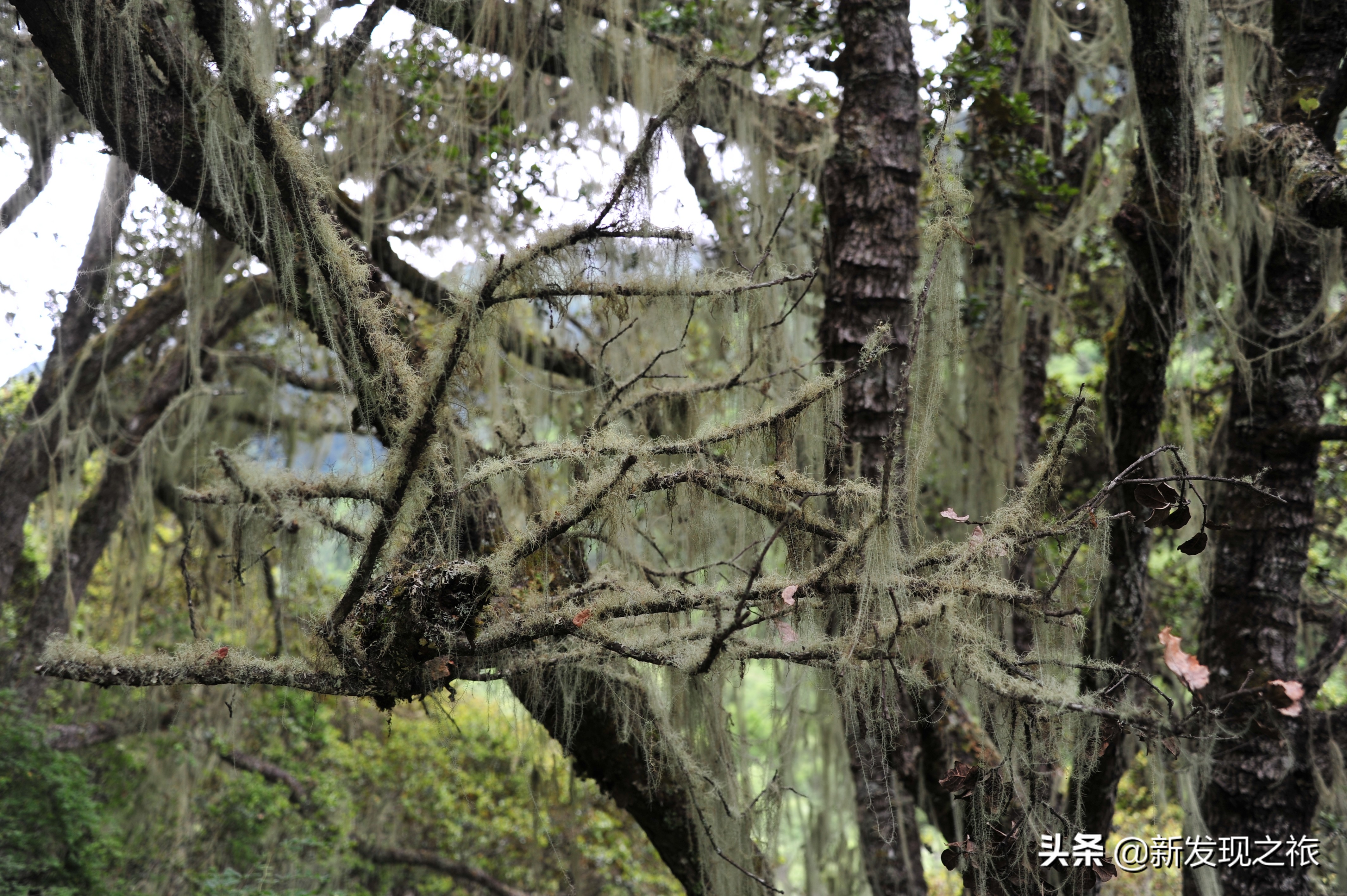 西藏松萝介绍,西藏松萝有什么药用