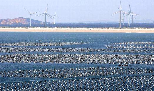 爱迪生珍珠和无核珍珠,爱迪生珍珠和天然淡水珍珠