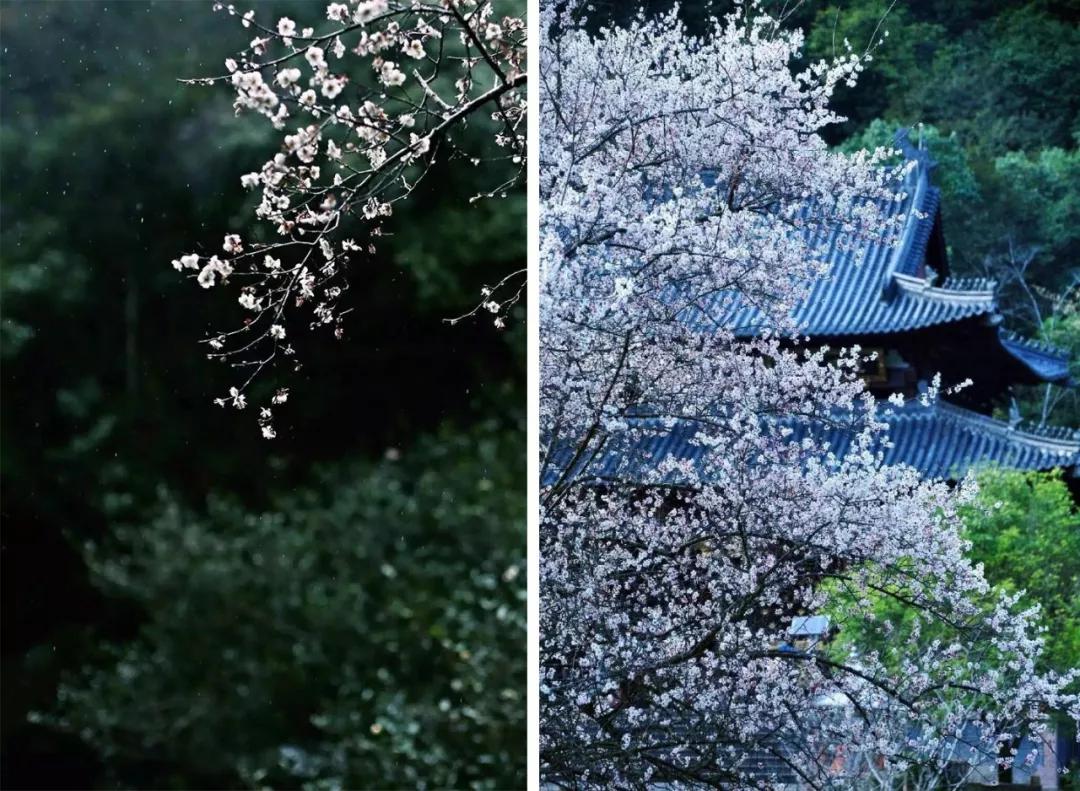 武夷山亲子民宿推荐独栋别墅,武夷山风景区民宿推荐价格表