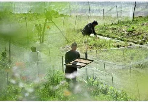 特色种植什么一年能有百万效益,一亩地种植两季投入多少收益多少