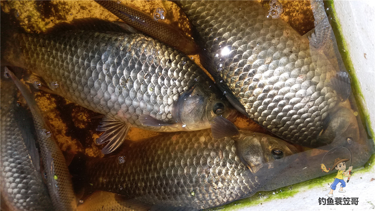 不用白酒也能做的钓鱼小药,冬季实测有效钓鱼的小药
