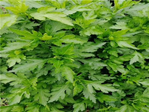 多肉哥农庄日记第21篇：培训结束，收获满满。