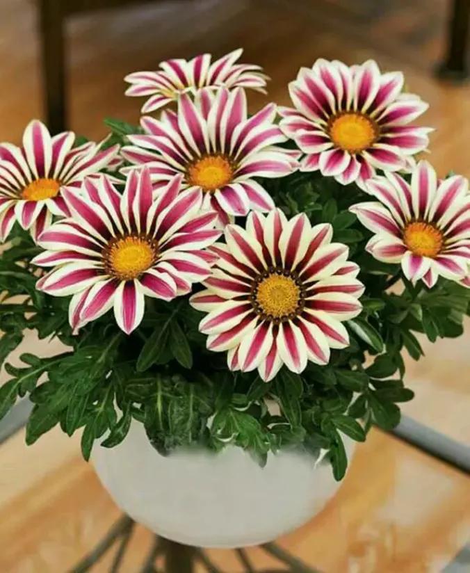 好养的盆栽花卉排名前十,盆栽花比较好养的有哪些