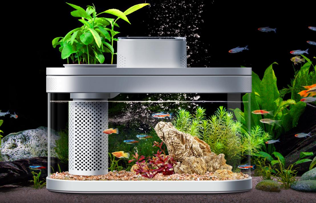 新手小白养鱼怎么选择鱼缸,养鱼怎么选择鱼缸