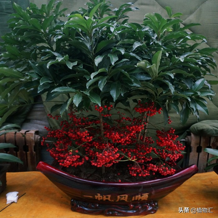 每日一花三十一天,每日一花百花系列完整版视频