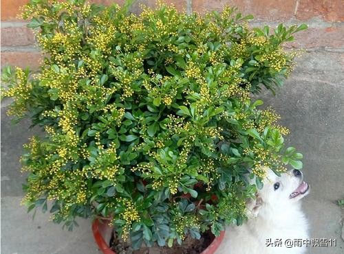 养殖米兰花需要准备什么肥,米兰花怎么养才会枝繁叶茂