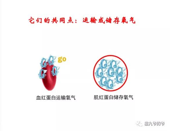 猫疱疹和猫冠状病毒能一起感染吗,猫疱疹病毒是猫咪自身携带的吗